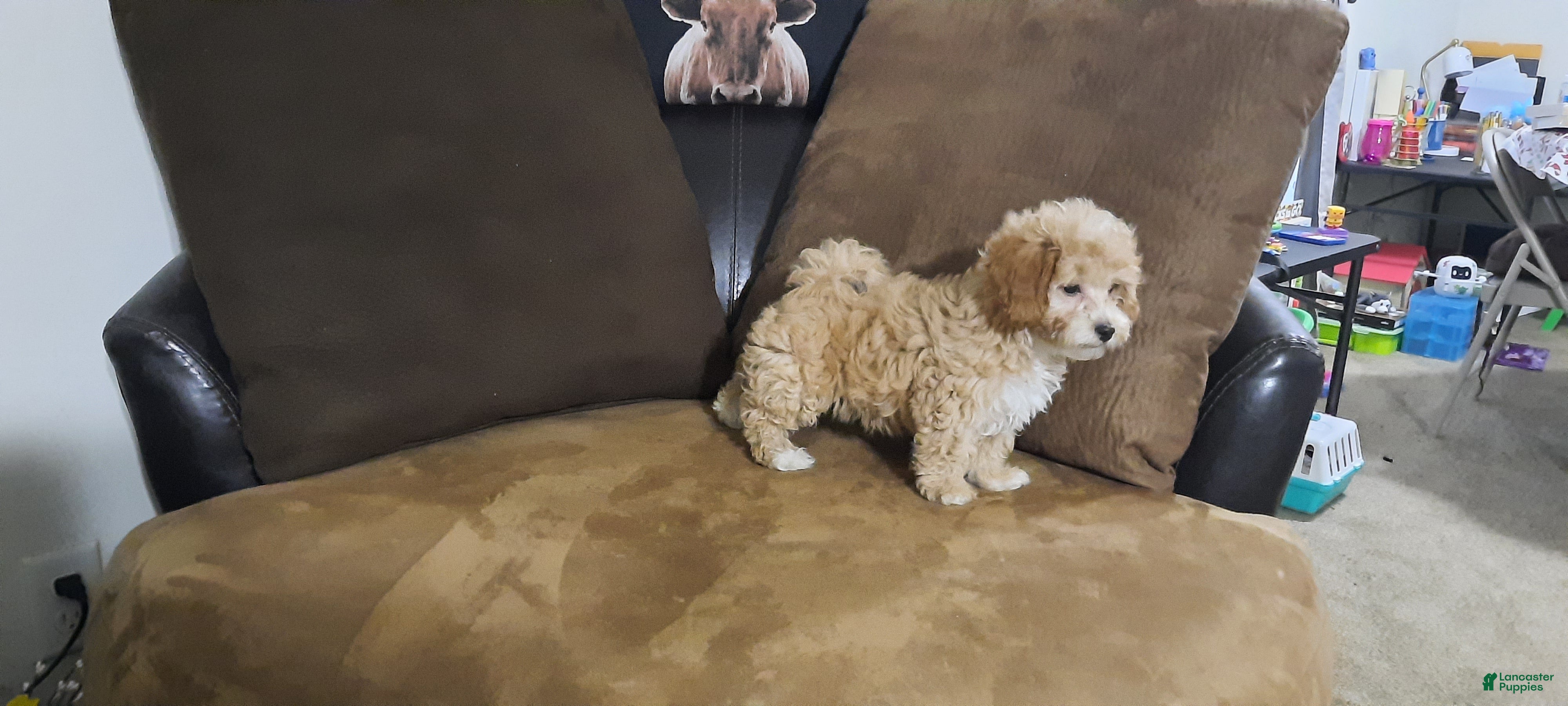Cavapoo dogs Cavapoo Puppy 4 - Ad 2