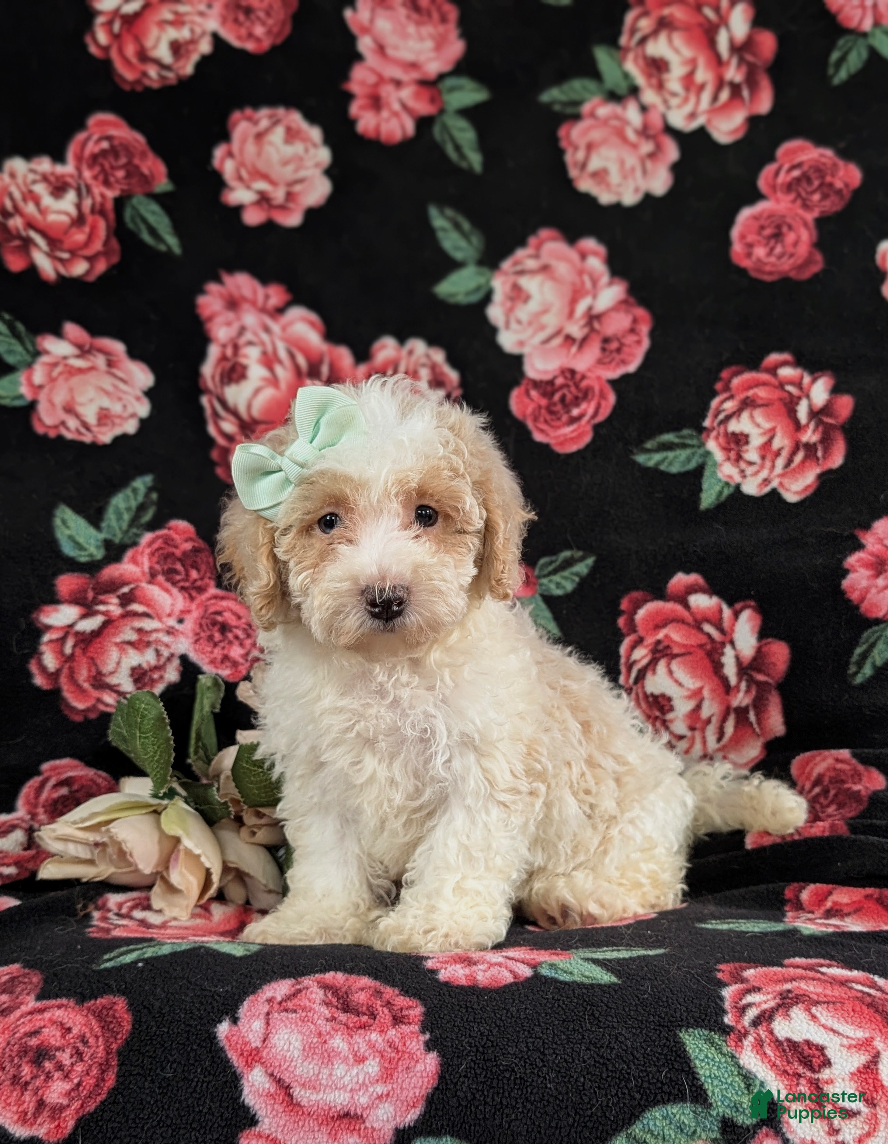 Bichpoo dogs Ginger - Ad 1
