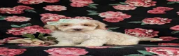 Bichpoo dogs for sale: Ginger - Ad 1