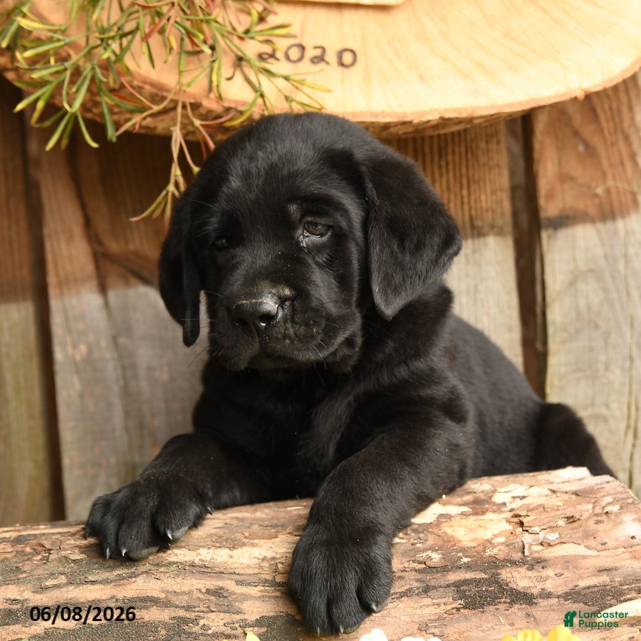 Labrador Retriever dogs Remigton - Ad 2