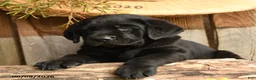 Labrador Retriever dogs for sale: Remigton - Ad 2