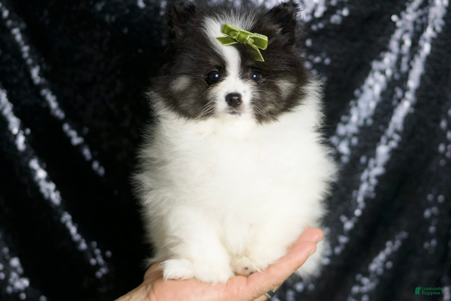 Pomeranian dogs Bingo - Ad 9