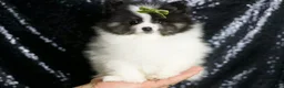 Pomeranian dogs for sale: Bingo - Ad 1