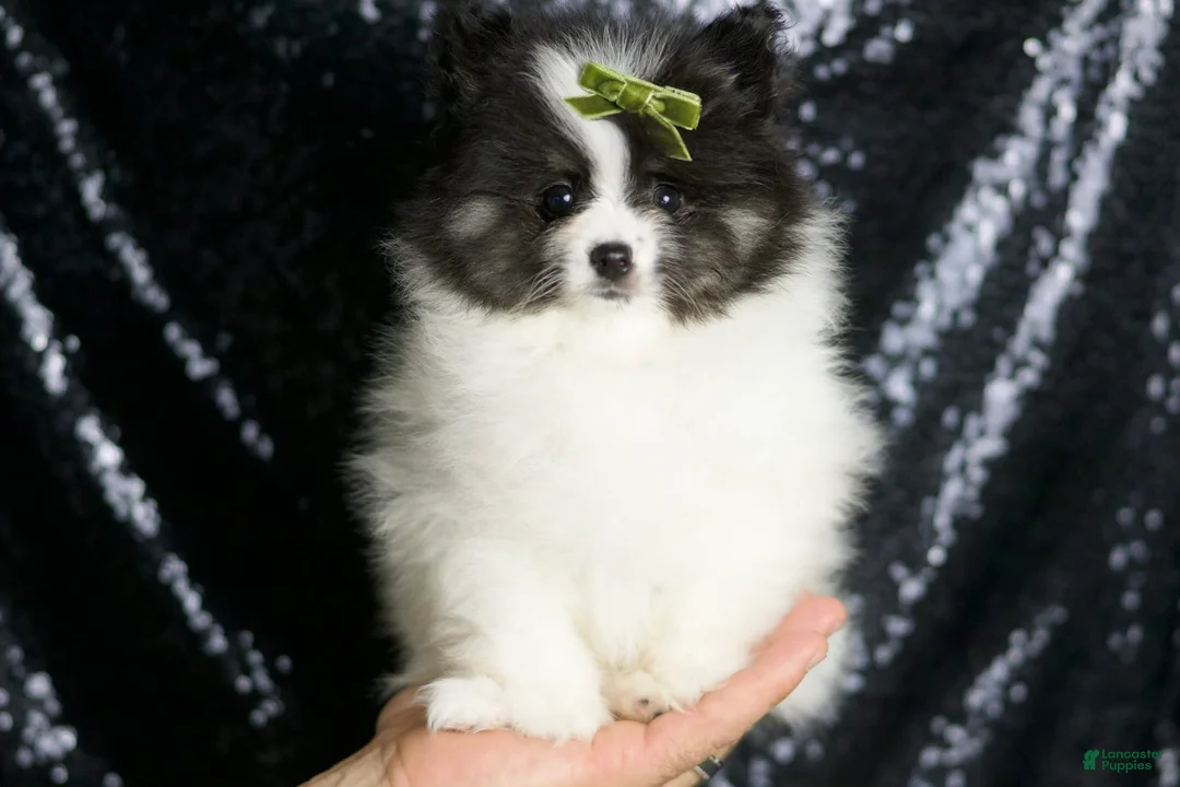 Pomeranian dogs for sale: Bingo - Ad 1