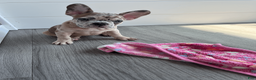 French Bulldog dogs for sale: DIAMOND - Ad 7