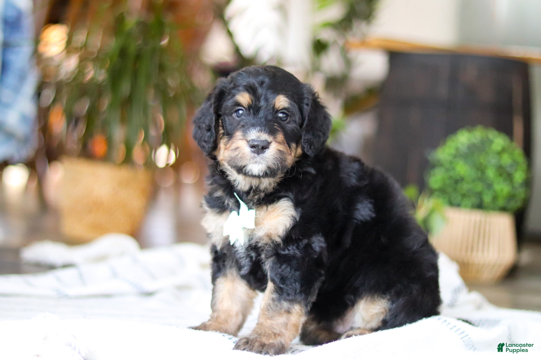 Bernedoodle dogs Jig - Ad 2