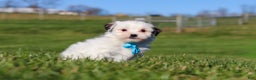 Shihpoo dogs for sale: Leo - Ad 2