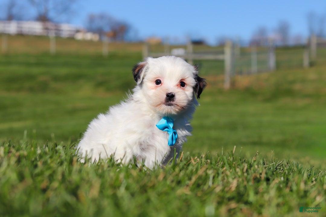 Shihpoo dogs for sale: Leo - Ad 2