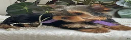 Yorkshire Terrier dogs for sale: Tucker - Ad 12