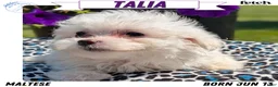 Maltese dogs for sale: Talia - Ad 1