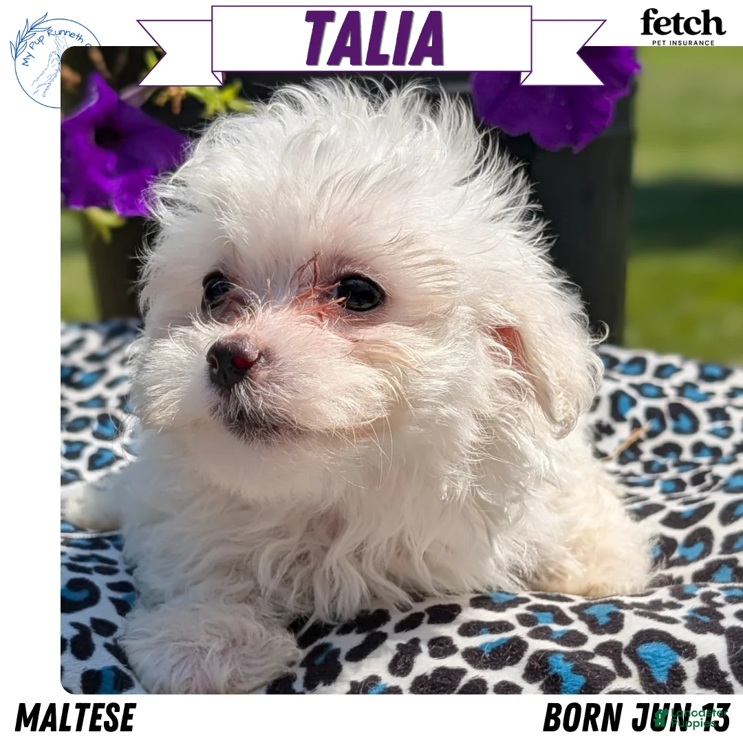 Maltese dogs for sale: Talia - Ad 1
