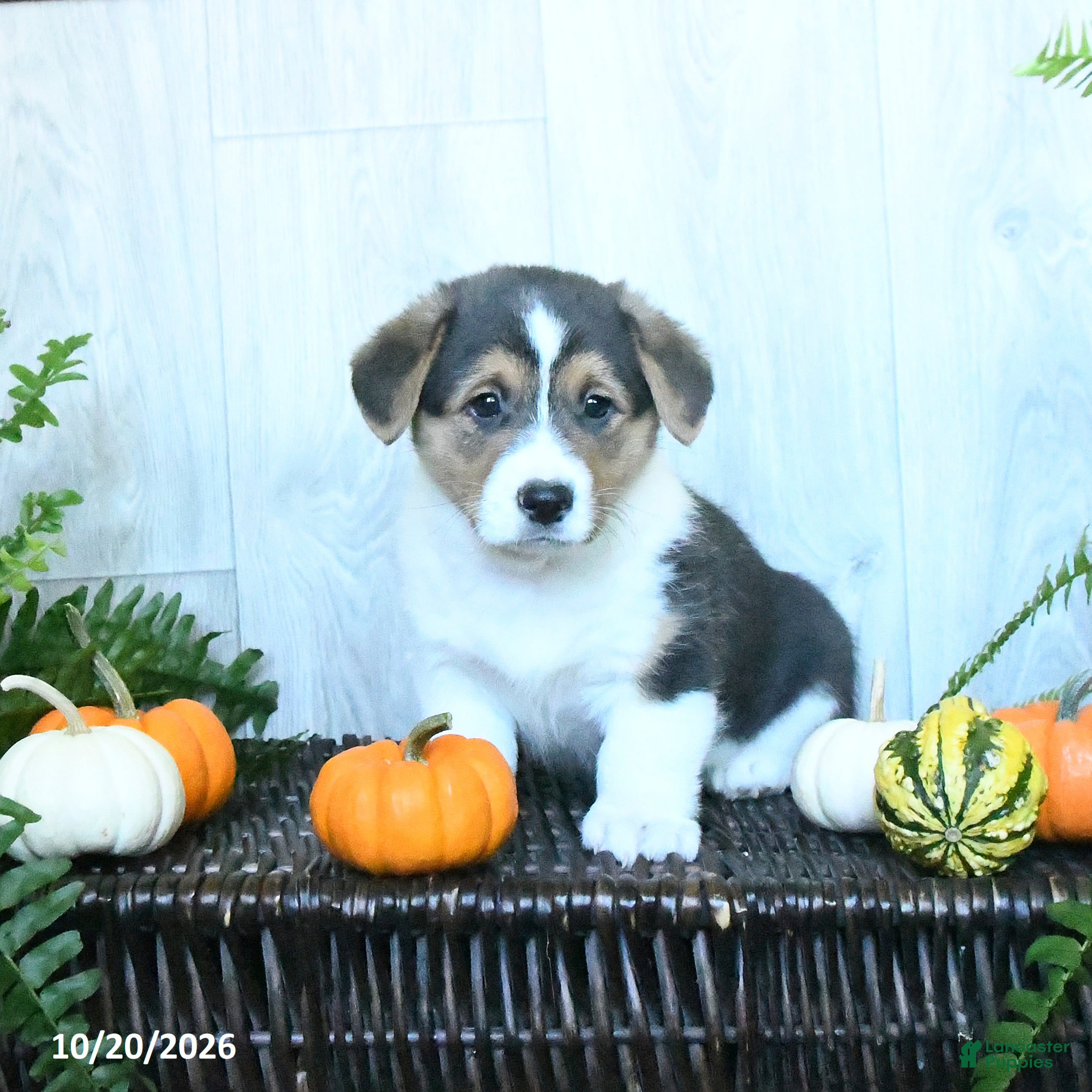 Welsh Corgi Pembroke dogs Keith - Ad 2