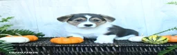 Welsh Corgi Pembroke dogs for sale: Keith - Ad 2