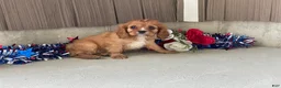Cavalier King Charles Spaniel dogs for sale: Hunter Cavalier King Charles Spaniel  - Ad 2