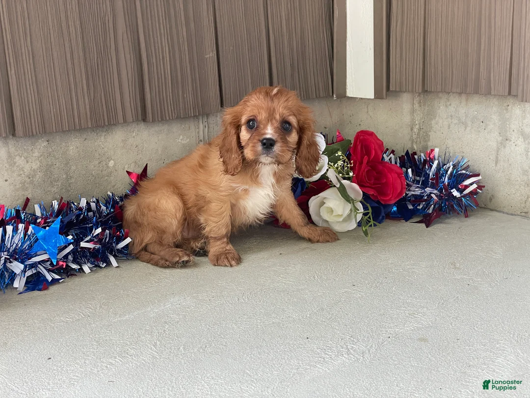 Cavalier King Charles Spaniel dogs for sale: Hunter Cavalier King Charles Spaniel  - Ad 2