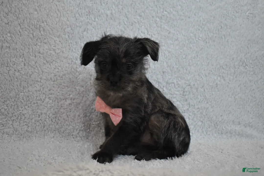Mixed Breed dogs for sale: Tiny  - Ad 3