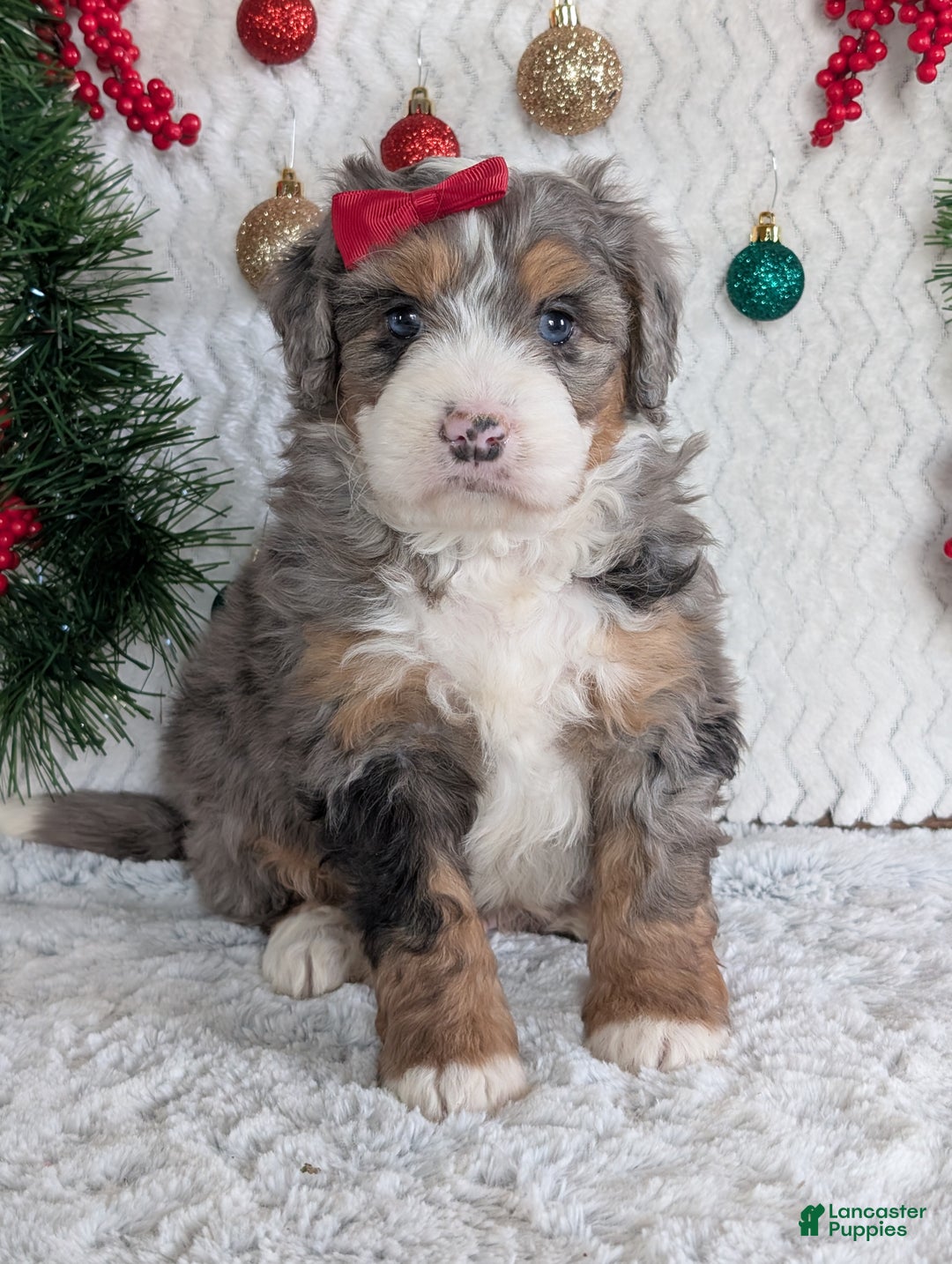 Mini Bernedoodle dogs for sale: Mini Niko  - Ad 25