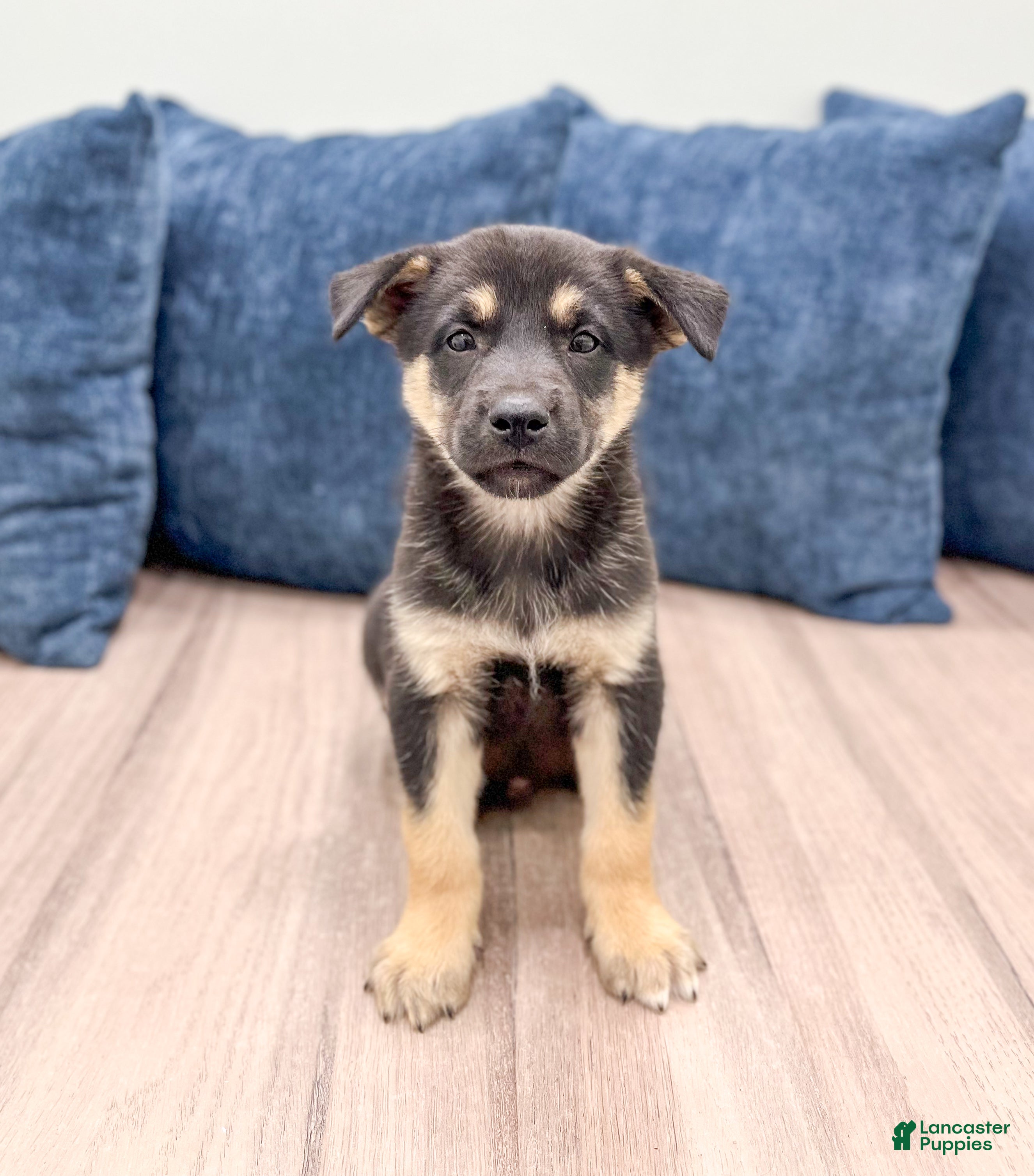 Millersburg Siberian Husky Mixed With German Shepherd Puppies For