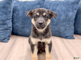 Lab Shepsky Gerberian Shepsky Puppies for sale | Lancaster Puppies