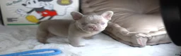 French Bulldog dogs for sale: Andy - Ad 2