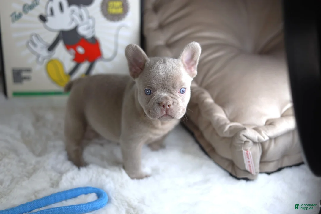 French Bulldog dogs for sale: Andy - Ad 2