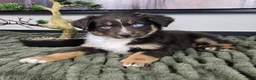 Miniature Australian Shepherd dogs for sale: Scooter  - Ad 4
