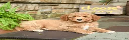 Mini Goldendoodle dogs for sale: Caramel - Ad 2