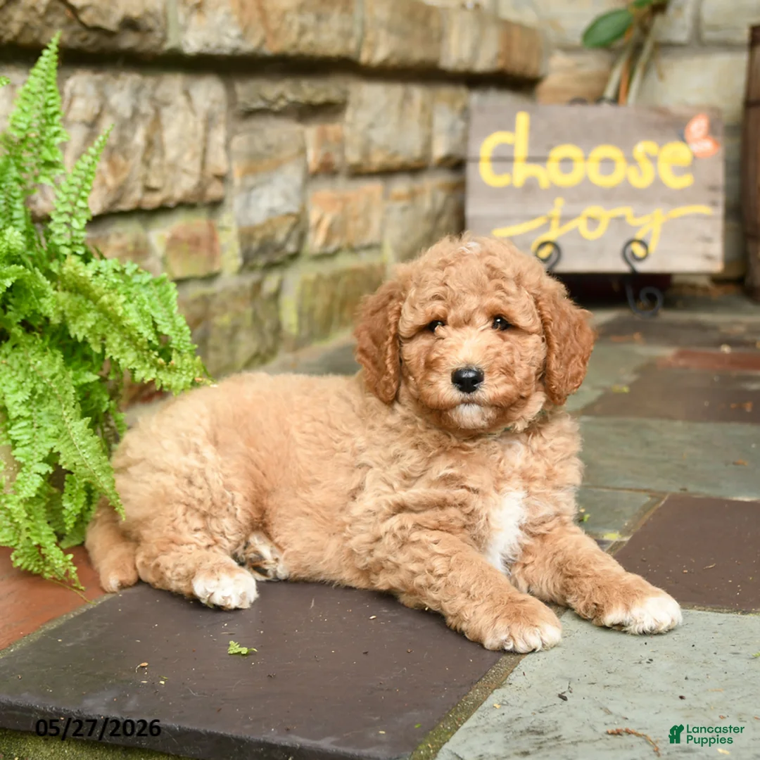 Mini Goldendoodle dogs for sale: Caramel - Ad 2