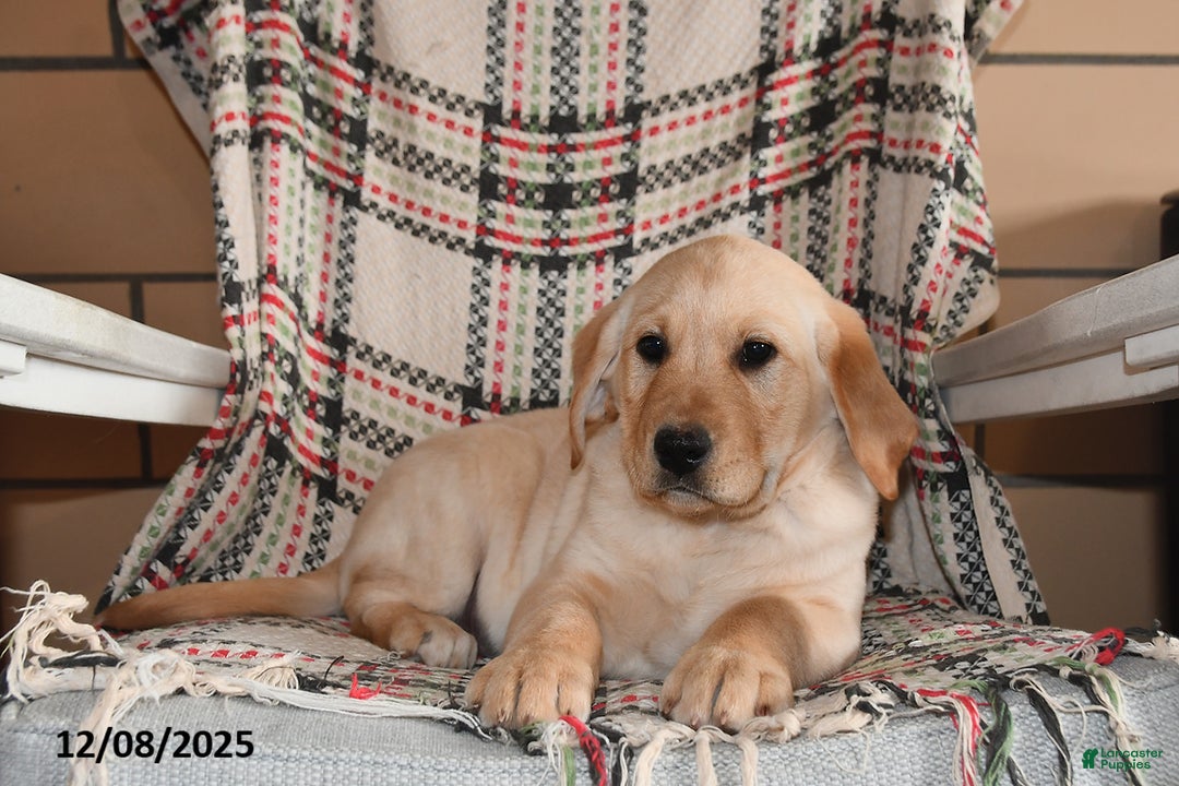 Labrador Retriever dogs for sale: Benji - Ad 2