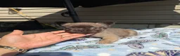 French Bulldog dogs for sale: Suki - Ad 4