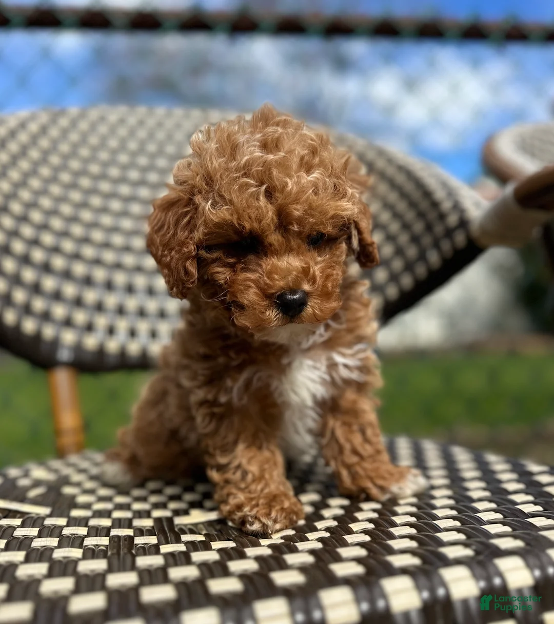 Toy Poodle dogs for sale: Charlie- Home Raised POTTY TRAINING - Ad 2