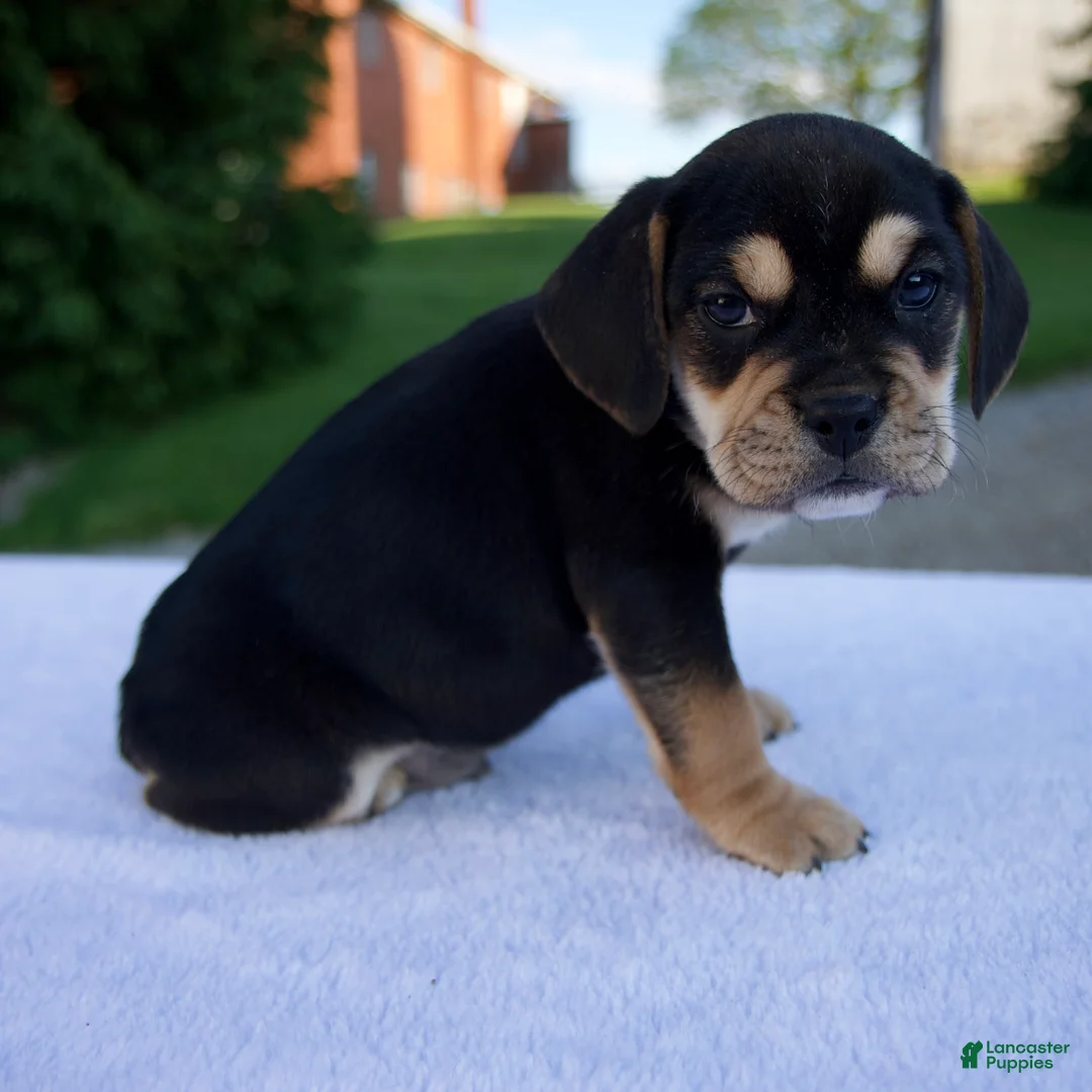 Beabull dogs for sale: Kipp - Ad 1