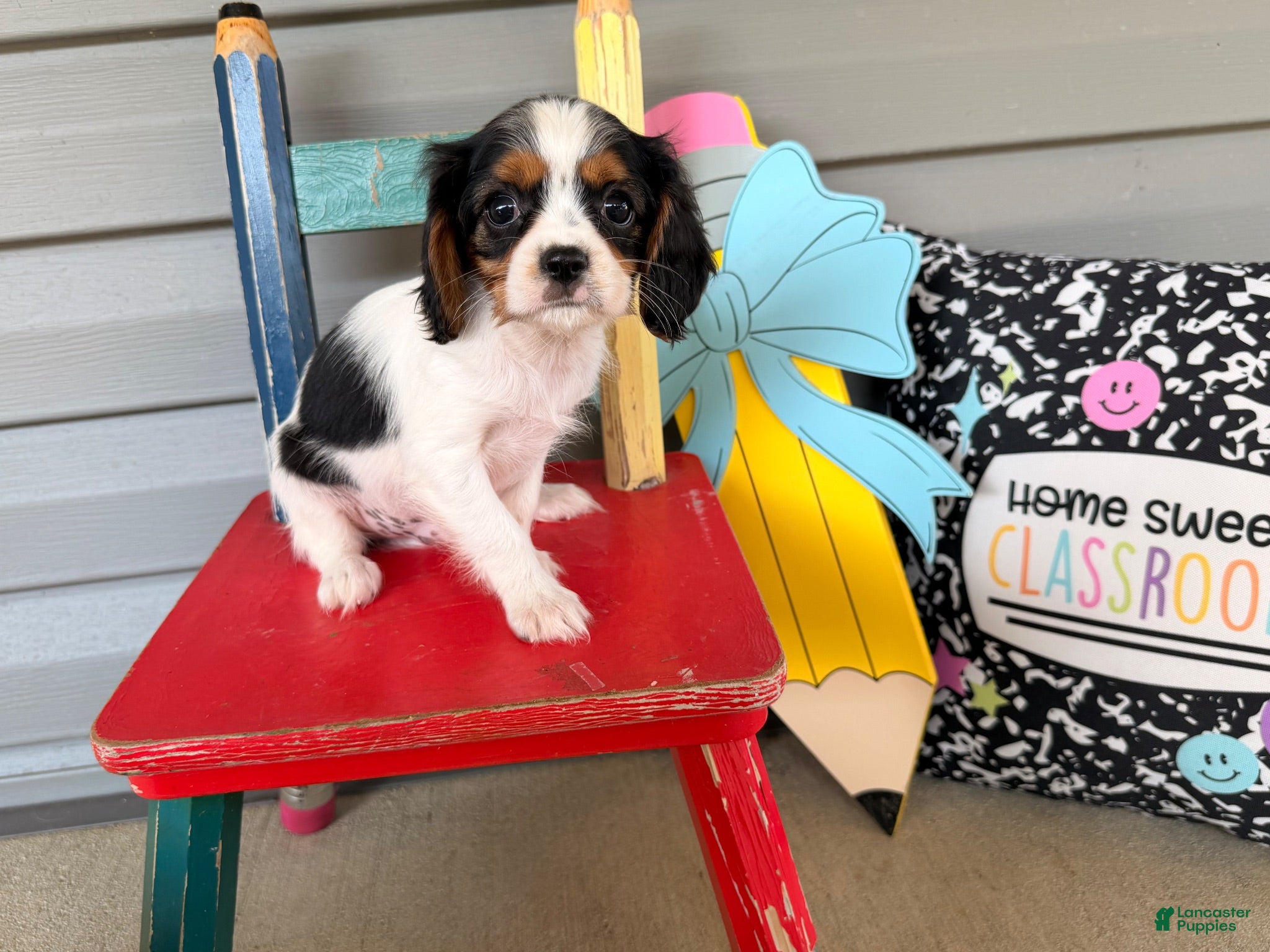 Cavalier King Charles Spaniel dogs Scamper - Ad 1