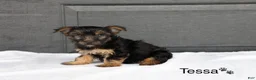 Yorkshire Terrier dogs for sale: Tessa - Ad 2