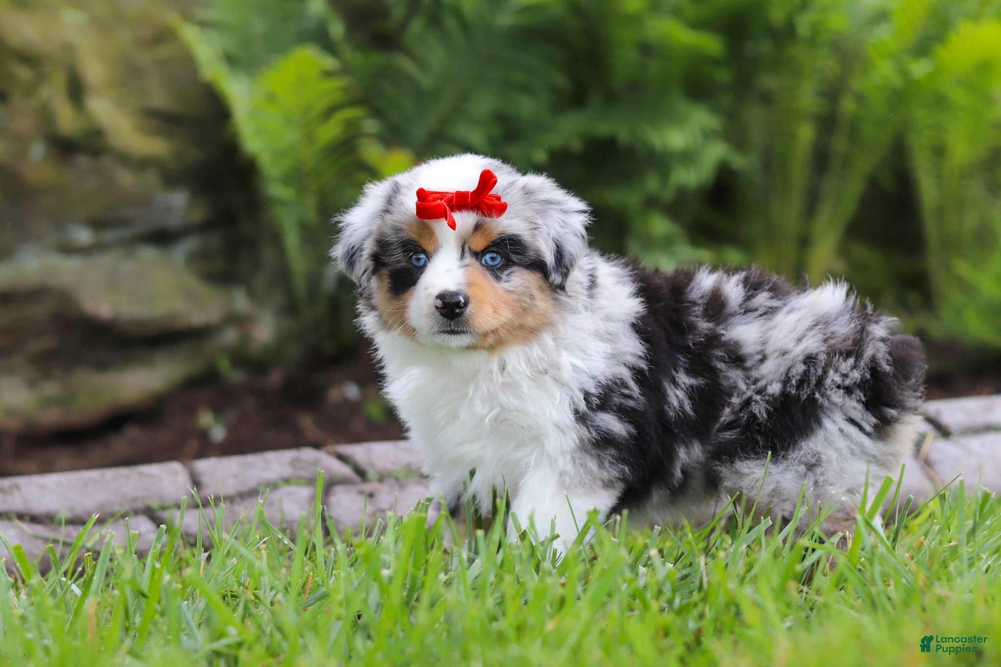 Miniature Australian Shepherd dogs Bonnie - Ad 2