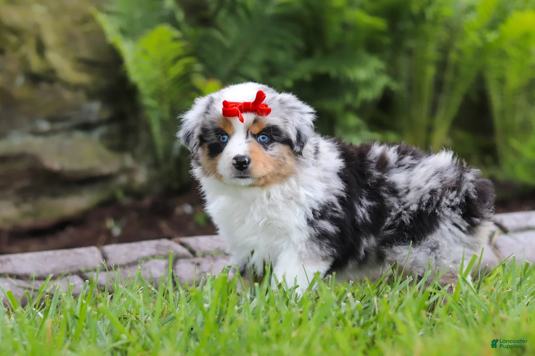 Miniature Australian Shepherd dogs for sale: Bonnie - Ad 2