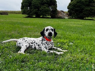 Dalmatian dogs Keith 🎄❤️AKC 🎄Call 717-482-5021 - Ad 16