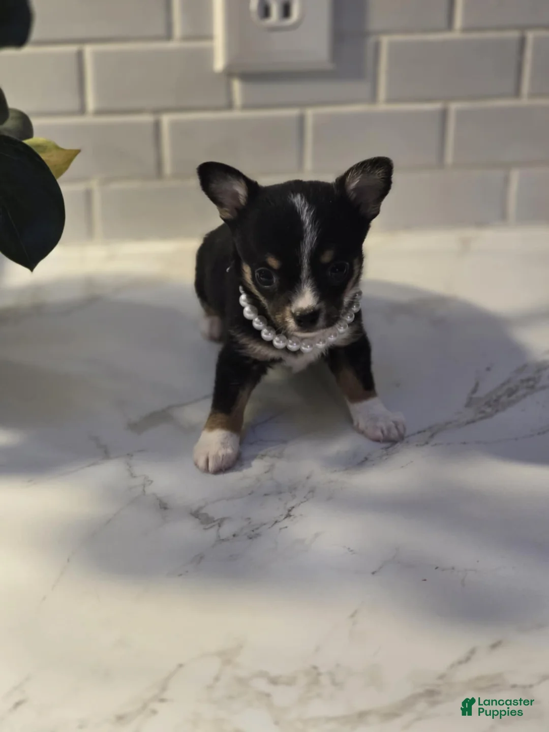 Chihuahua dogs for sale: lala - Ad 3