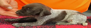 German Shorthaired Pointer Puppy 10