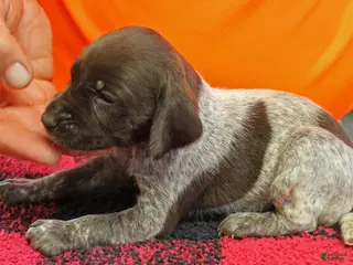 German Shorthaired Pointer dogs for sale: German Shorthaired Pointer Puppy 10 - Ad 2