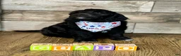 Mini Aussiedoodle dogs for sale: Mini Aussiedoodle 1 Guapo  - Ad 1