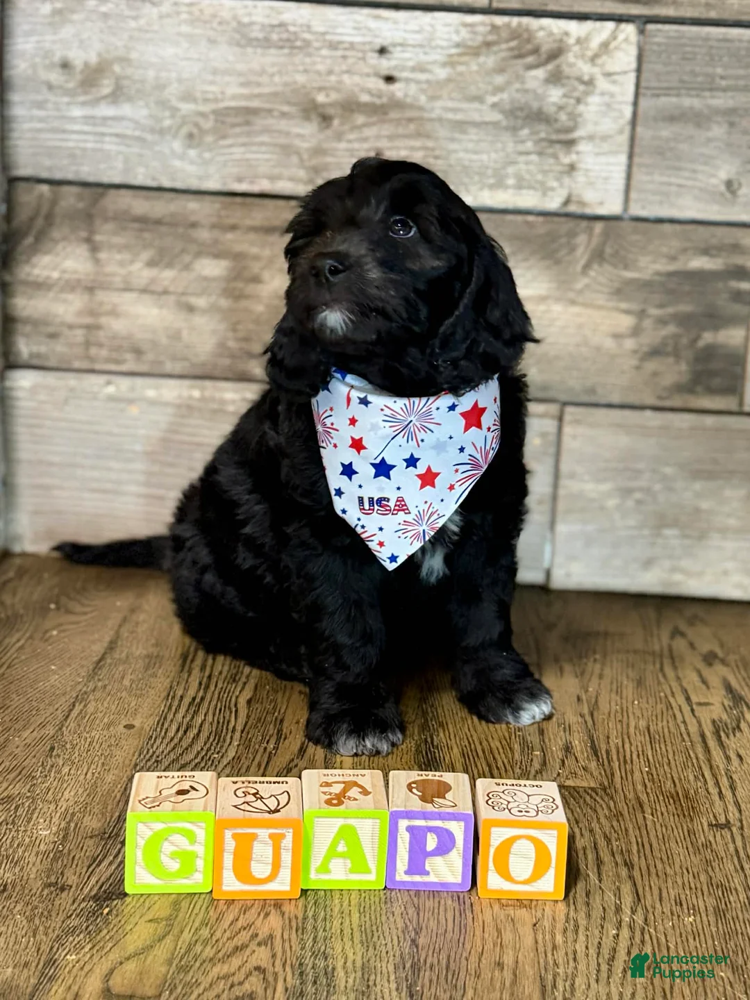 Mini Aussiedoodle dogs for sale: Mini Aussiedoodle 1 Guapo  - Ad 1