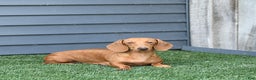 Miniature Dachshund dogs for sale: Maverick - Ad 6