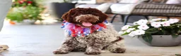Lagotto Romagnolo dogs for sale: Leo - Ad 4