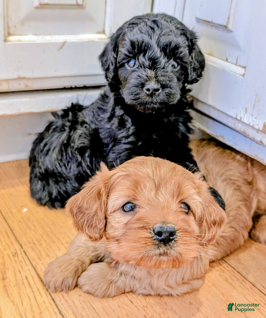 Cavapoo dogs for sale: Ginger Baby - Ad 5