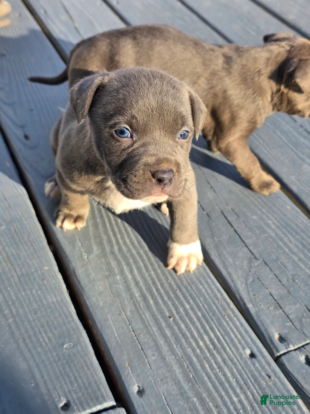 American Staffordshire Terrier dogs for sale: American Staffordshire Terrier Puppy 1 - Ad 4