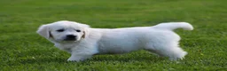 Golden Retriever dogs for sale: Daisy - Ad 5