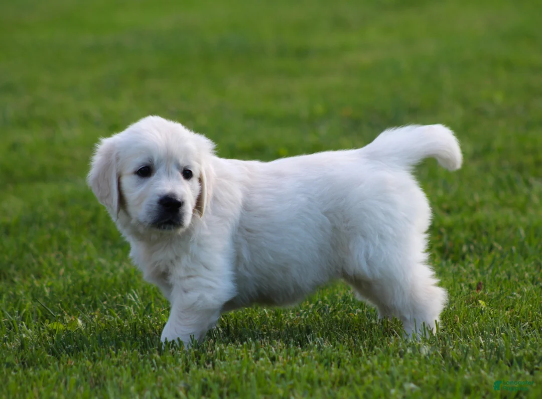 Golden Retriever dogs for sale: Daisy - Ad 5
