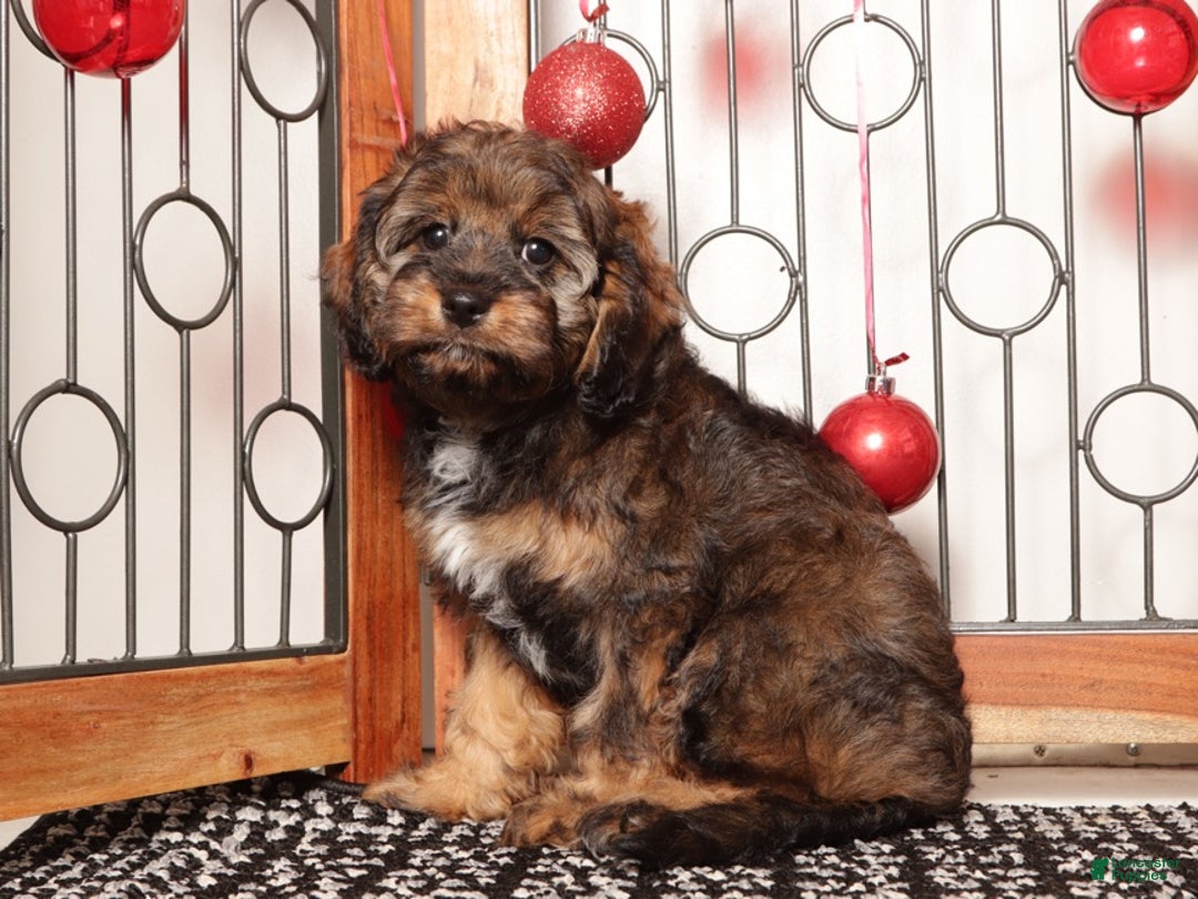 Cavapoo dogs for sale: Gracie - Ad 2