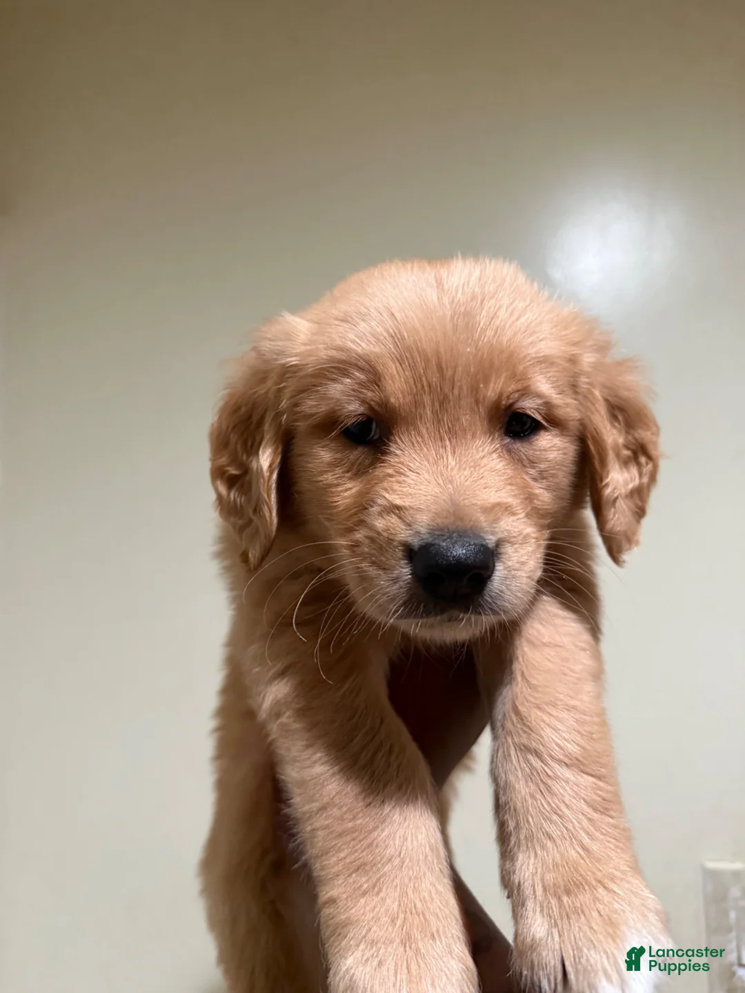 Golden Retriever dogs for sale: Golden Retriever 8 available  - Ad 2
